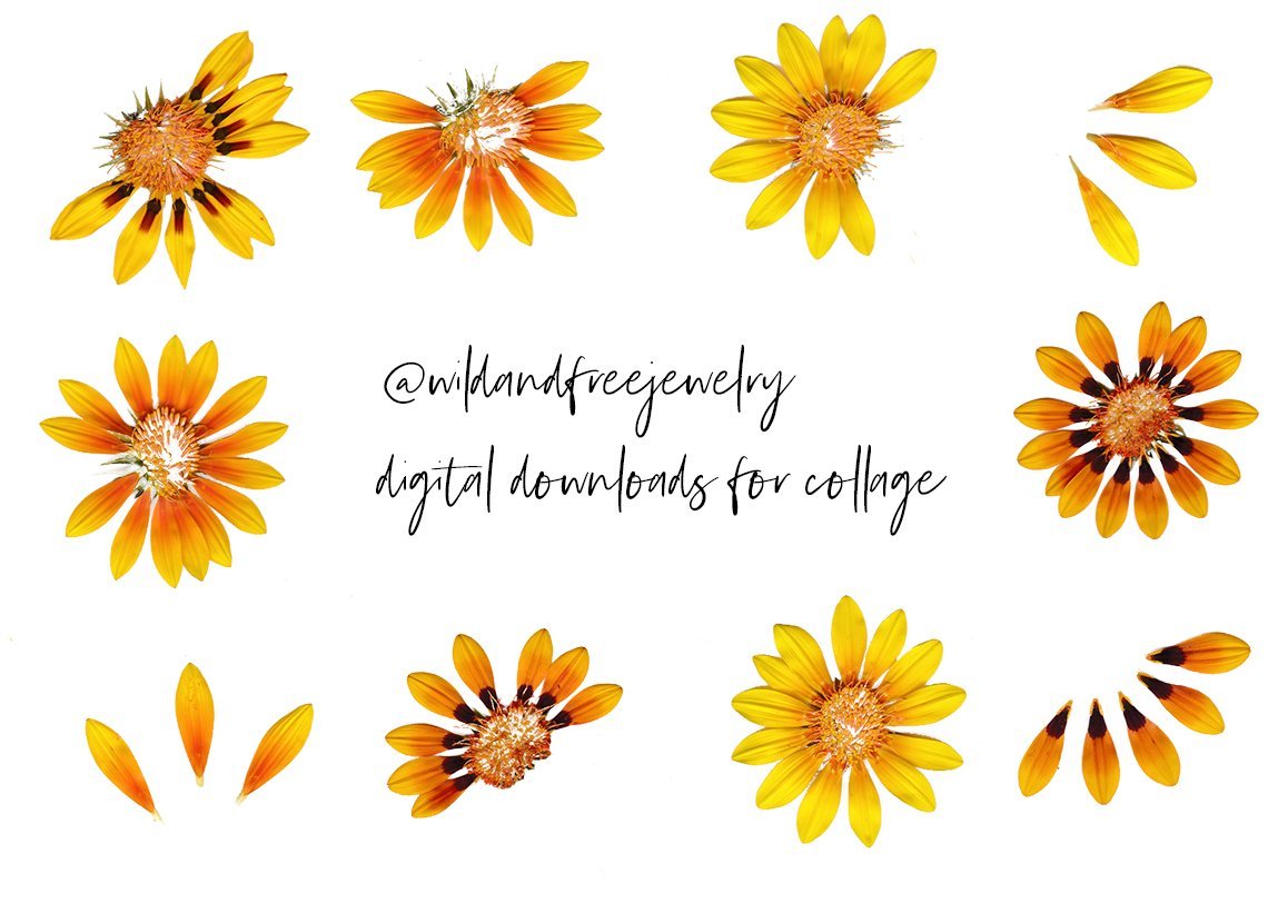 Digital Download | Pressed Flowers | PNG Files for Collage - Wild & Free Jewelry